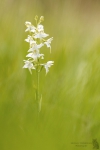 Grünliche Waldhyazinthe-Platanthera chlorantha