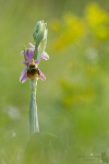 Hummel-Ragwurz-Ophrys holoserica02