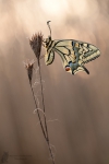 Schwalbenschwanz-Papilio machaon