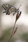 Schwalbenschwanz-Papilio machaon02