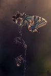 Schwalbenschwanz-Papilio machaon06