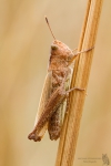 Grashüpfer-Gomphocerinae-Spec.