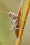 Grashüpfer-Gomphocerinae-Spec.01