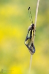 Libellen-Schmetterlingshaft -Libelloides coccajus01