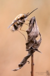 Wollschweber-Bombyliidae spec.