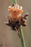 Gartenkreuzspinne-Araneus diadematus